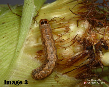 image 2 western bean cutworm egg mass on corn leaf 2017 nicole weberl fs partners image 3 mature larvae feeding on