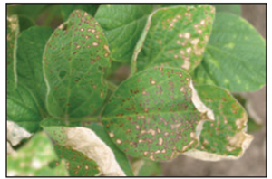 Sprayer Tank Cleanout: Managing Risks & The Proper Cleanout Procedure